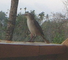 Tropical Mockingbird